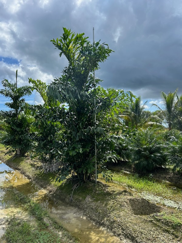caryota-mitis-fishtail-palm