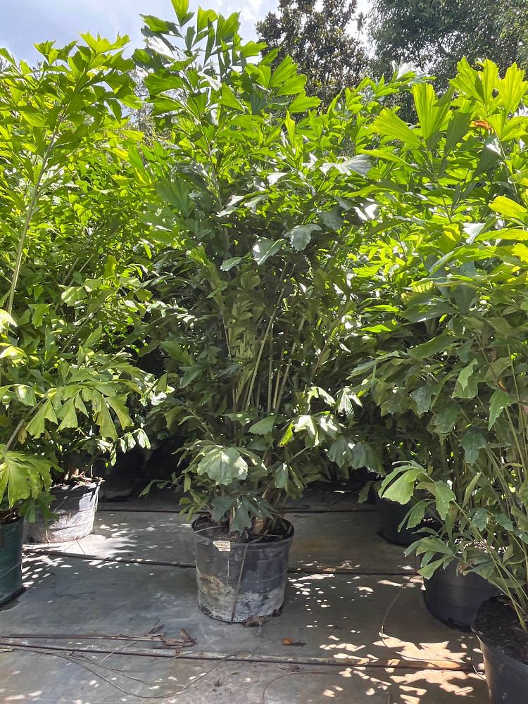 caryota-mitis-fishtail-palm