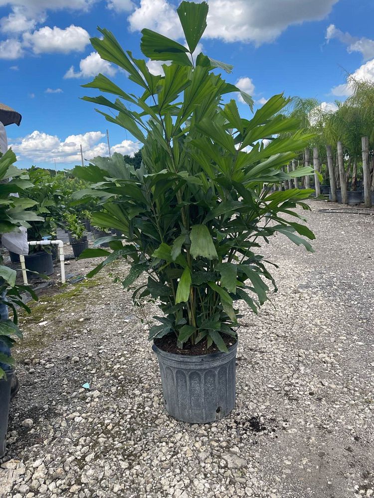 caryota-mitis-fishtail-palm