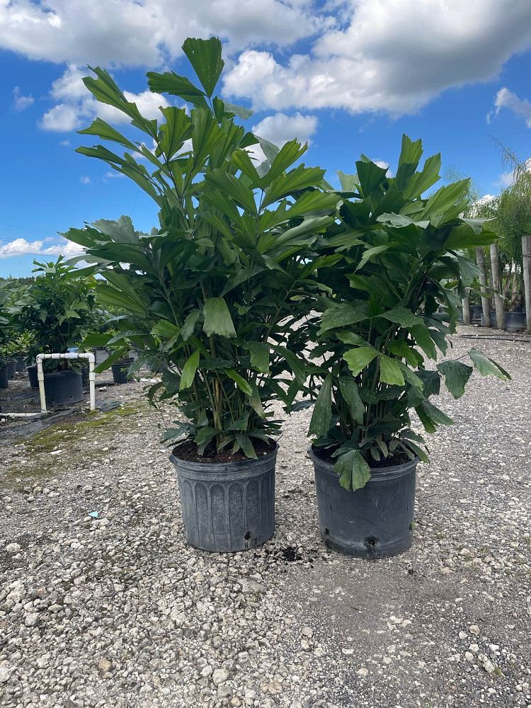 caryota-mitis-fishtail-palm