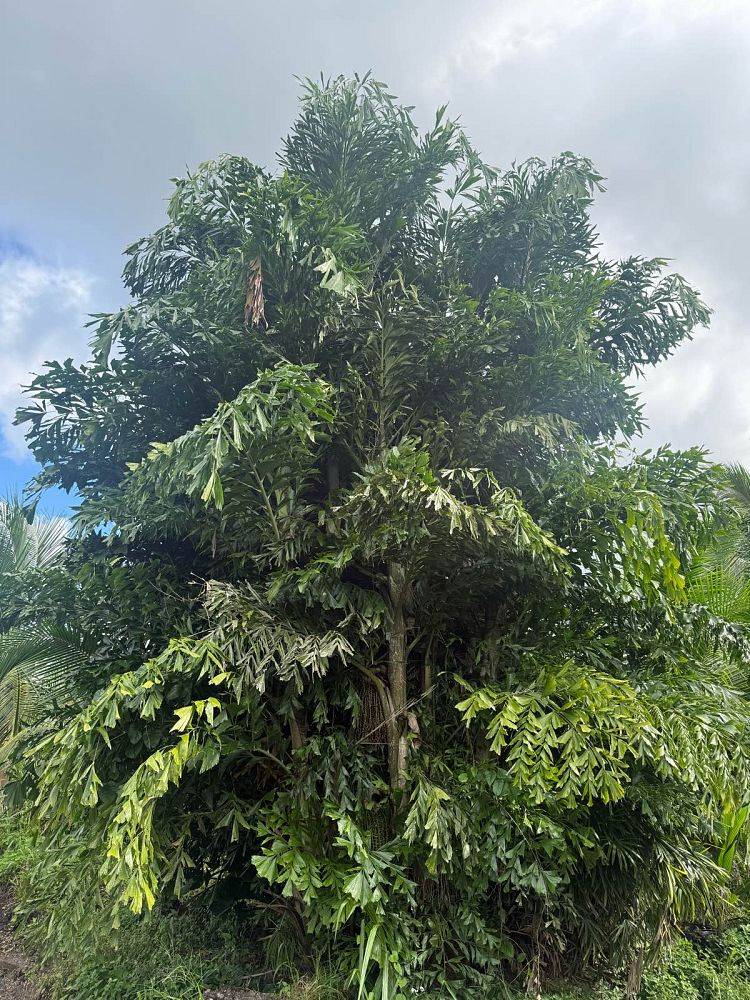 caryota-mitis-fishtail-palm
