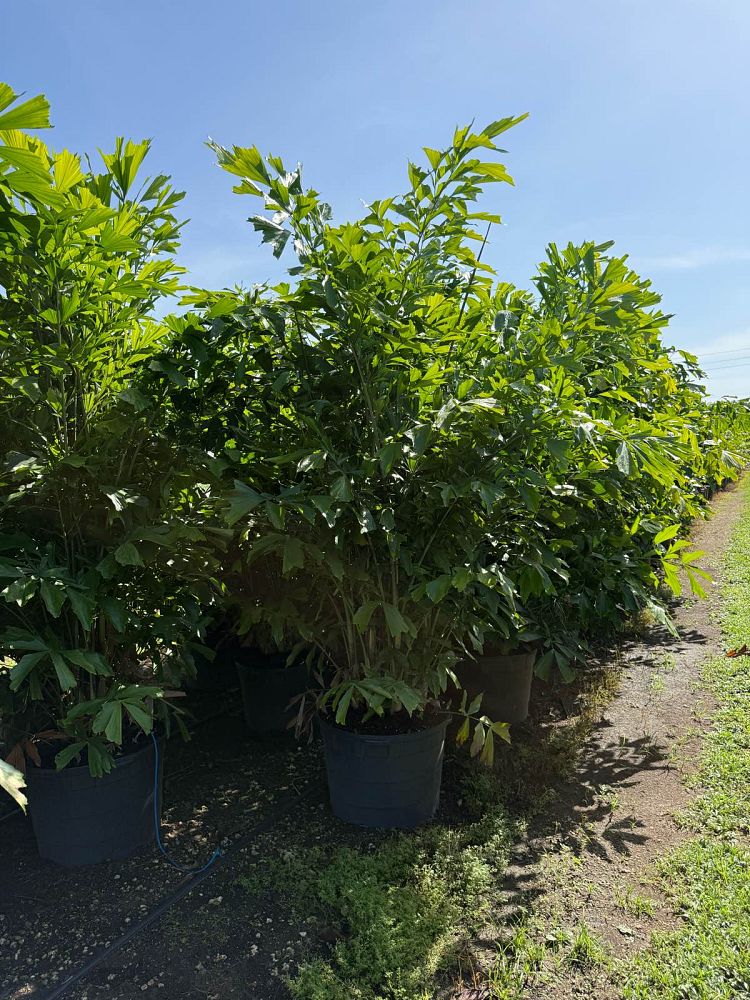 caryota-mitis-fishtail-palm