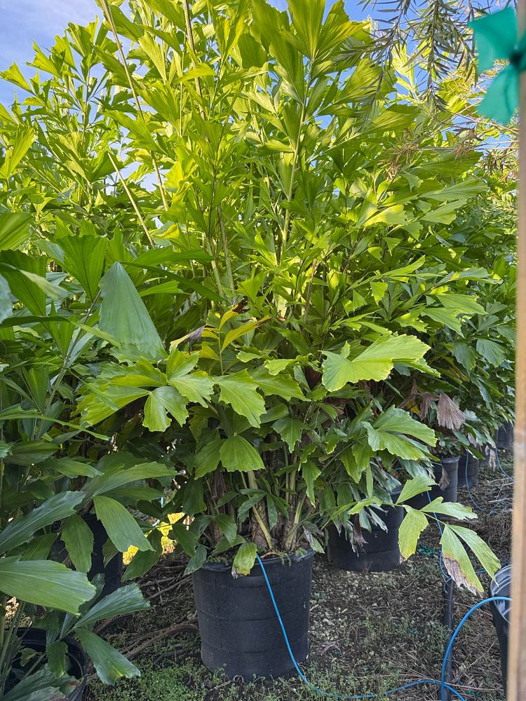 caryota-mitis-fishtail-palm