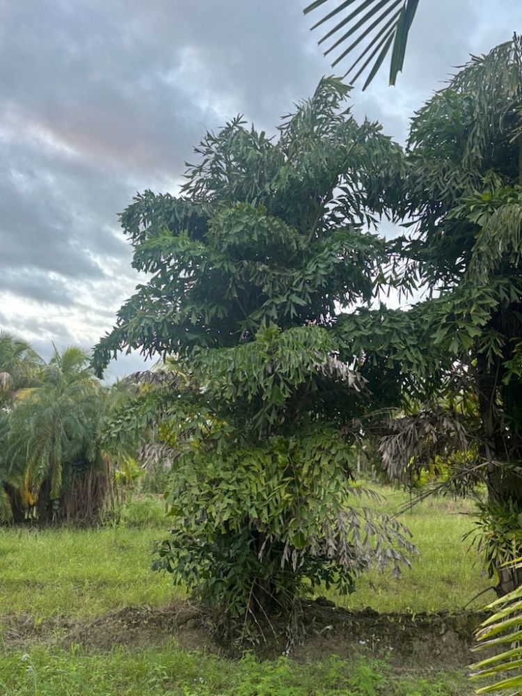 caryota-mitis-fishtail-palm