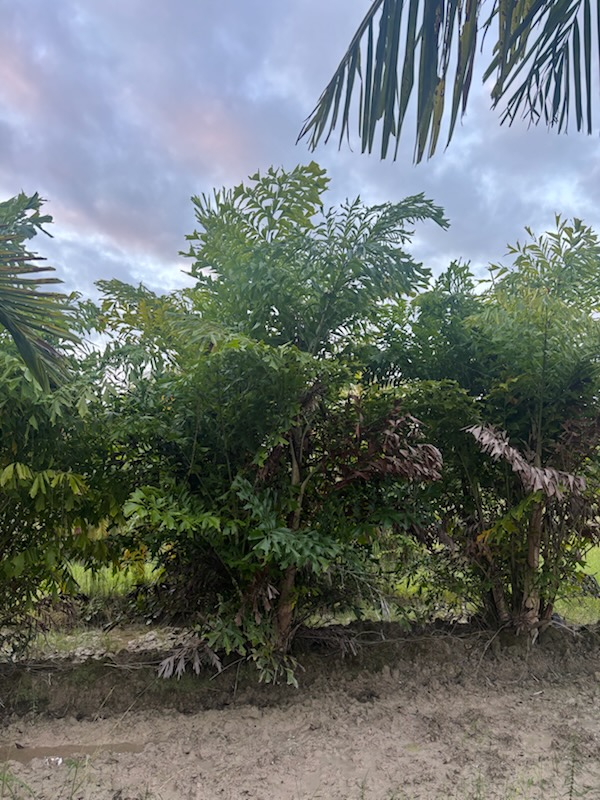 caryota-mitis-fishtail-palm