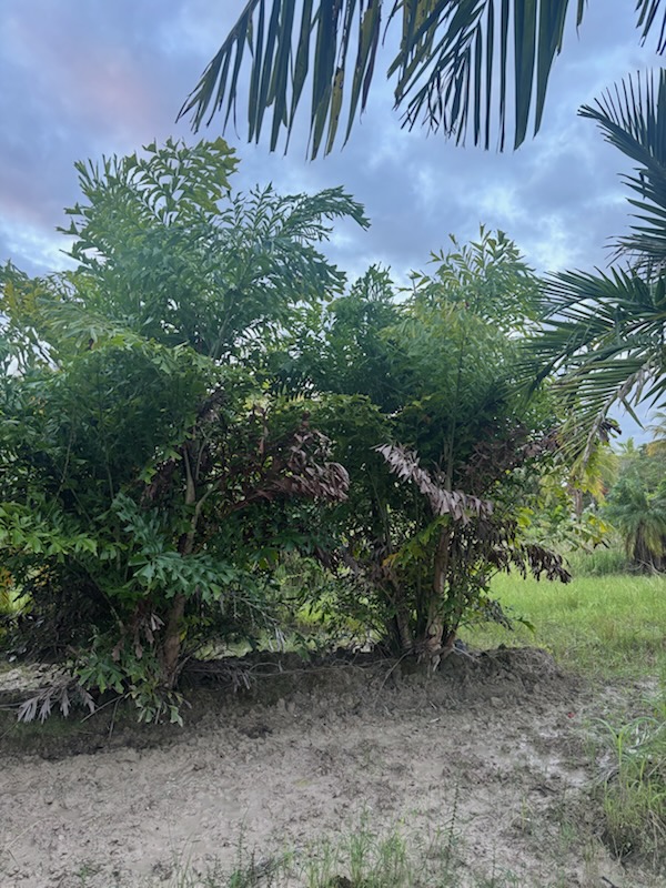 caryota-mitis-fishtail-palm