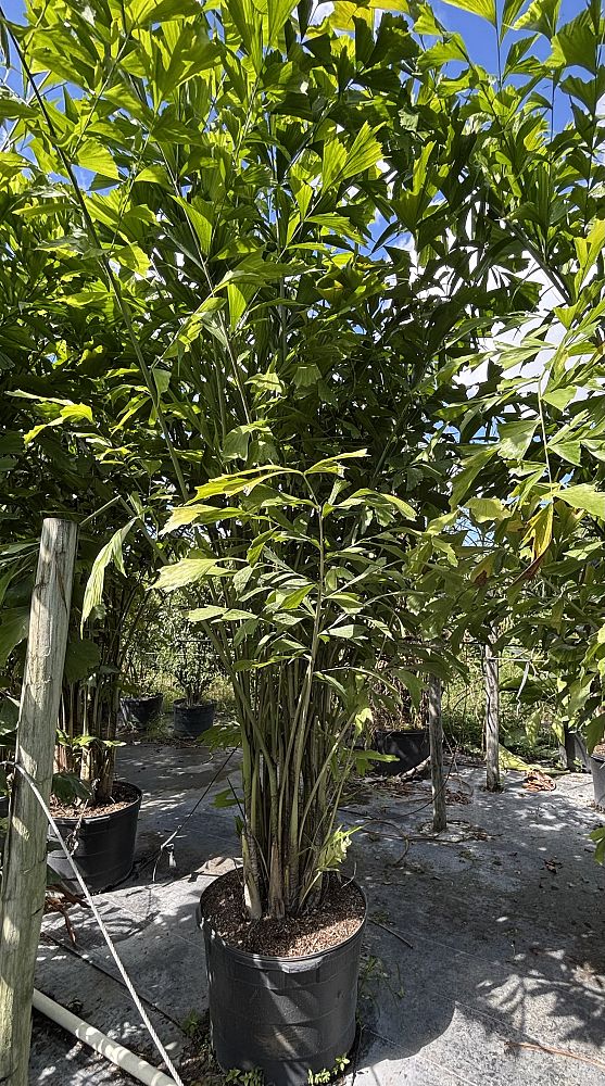 caryota-mitis-fishtail-palm