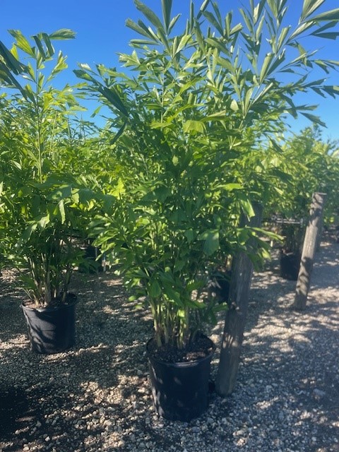 caryota-mitis-fishtail-palm