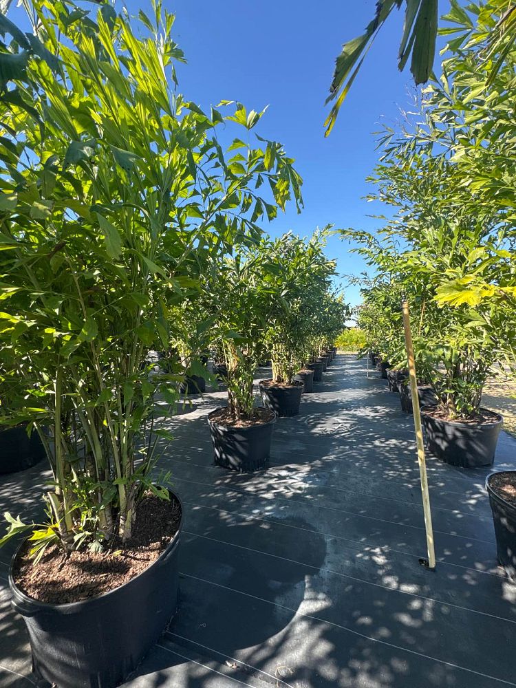 caryota-mitis-fishtail-palm