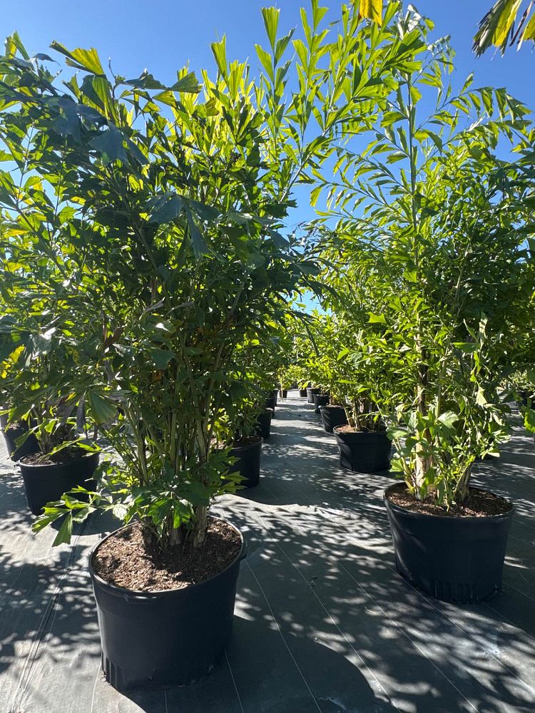 caryota-mitis-fishtail-palm