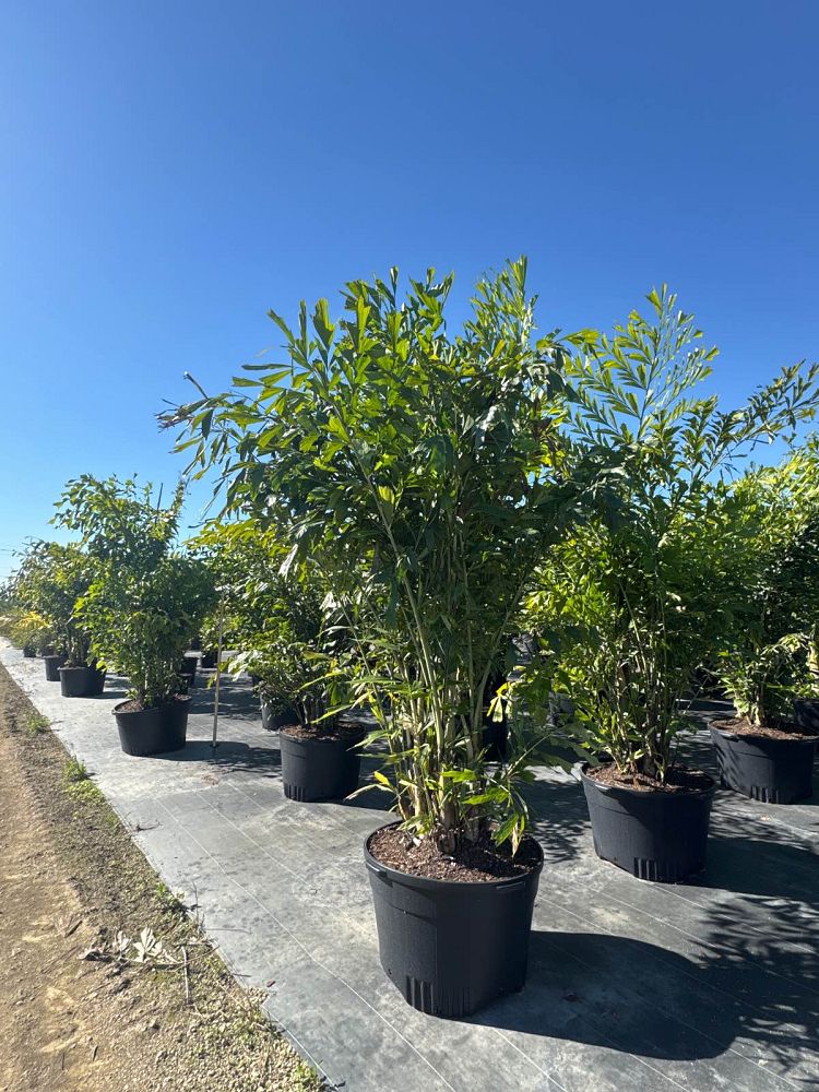 caryota-mitis-fishtail-palm