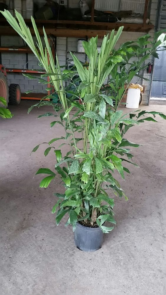 caryota-mitis-imperial-imperial-fishtail-palm