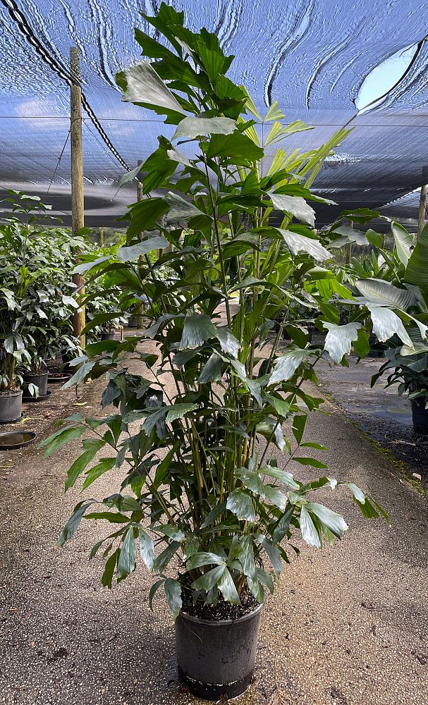 caryota-mitis-imperial-imperial-fishtail-palm