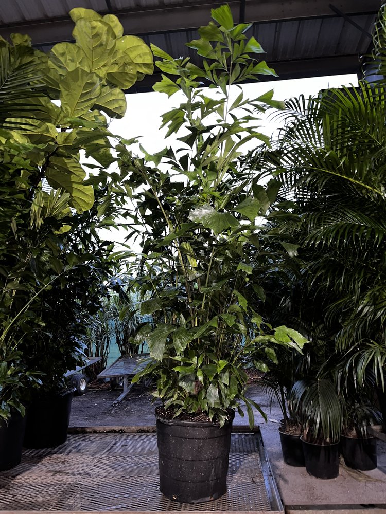 caryota-mitis-imperial-imperial-fishtail-palm