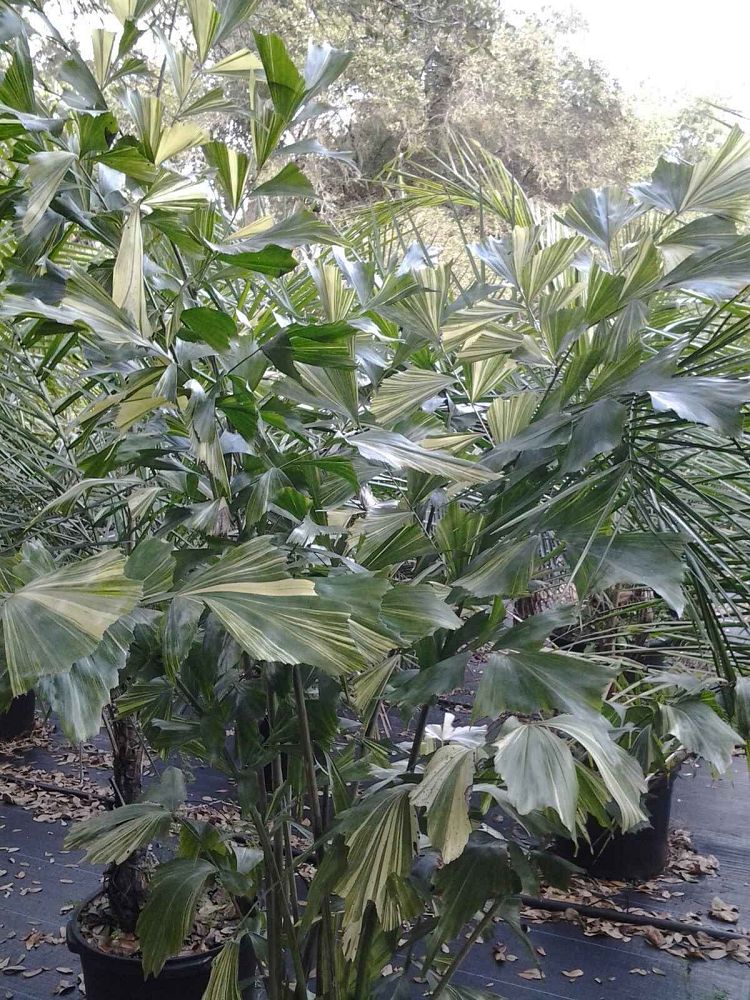 caryota-mitis-variegated-fishtail-palm