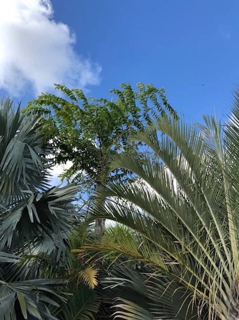 caryota-obtusa-giant-indian-fishtail-palm