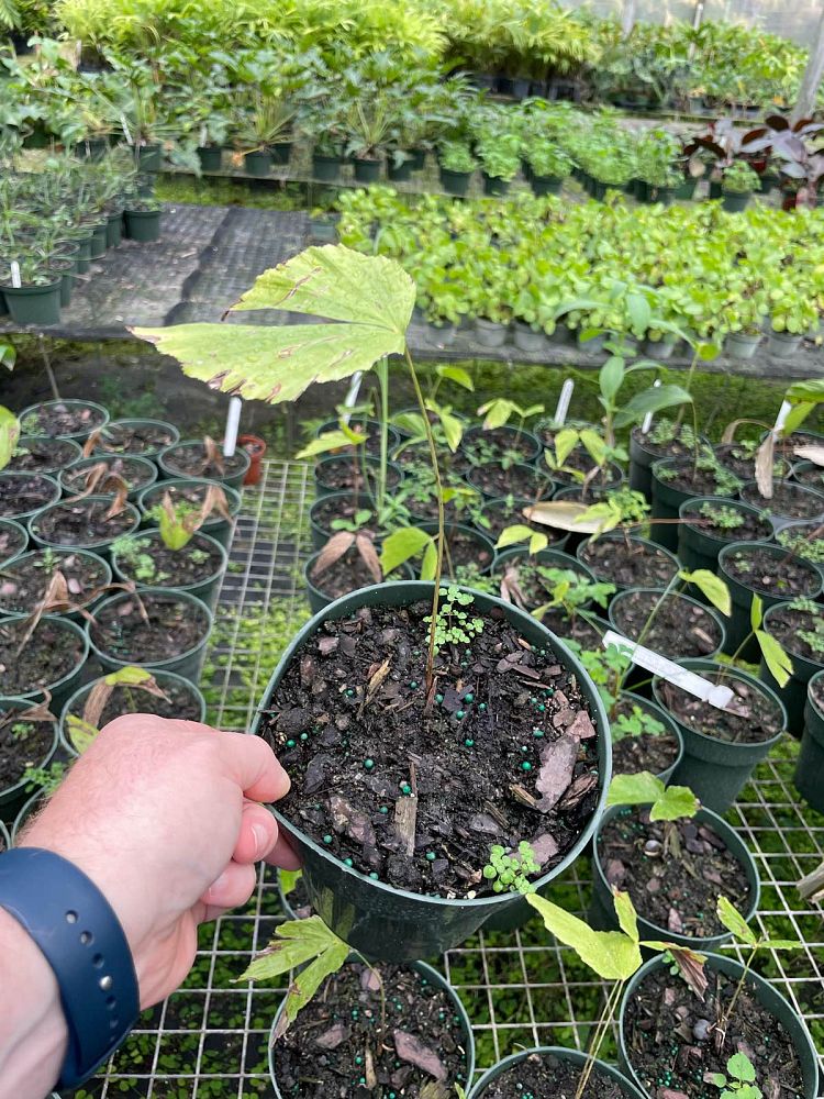 caryota-obtusa-giant-indian-fishtail-palm