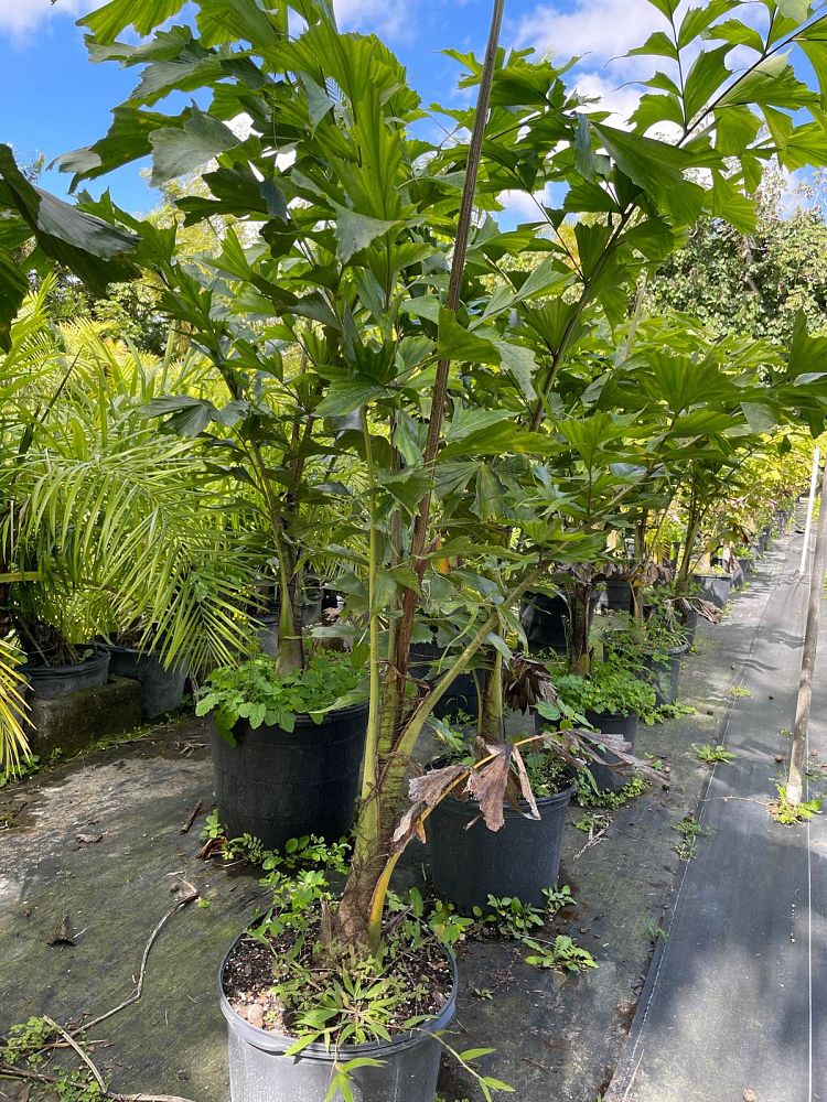 caryota-urens-wine-palm
