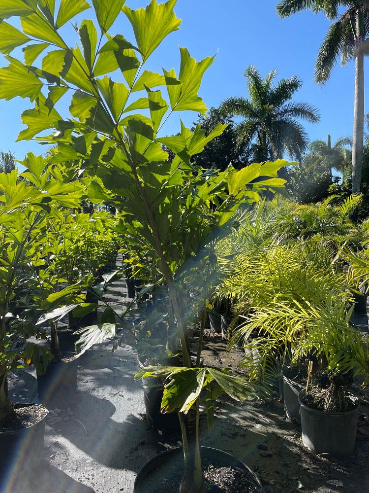 caryota-urens-wine-palm