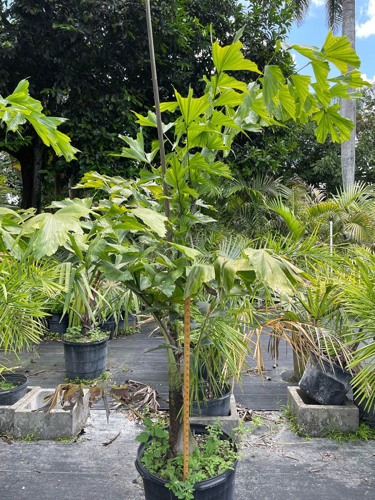 caryota-urens-wine-palm
