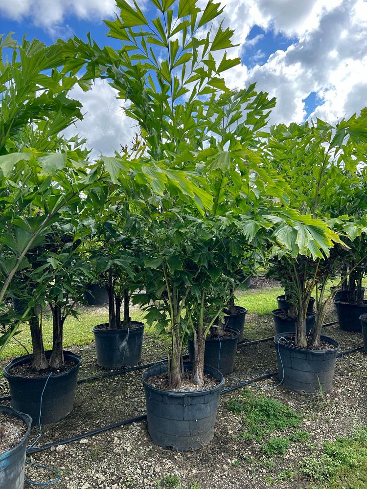 caryota-urens-wine-palm