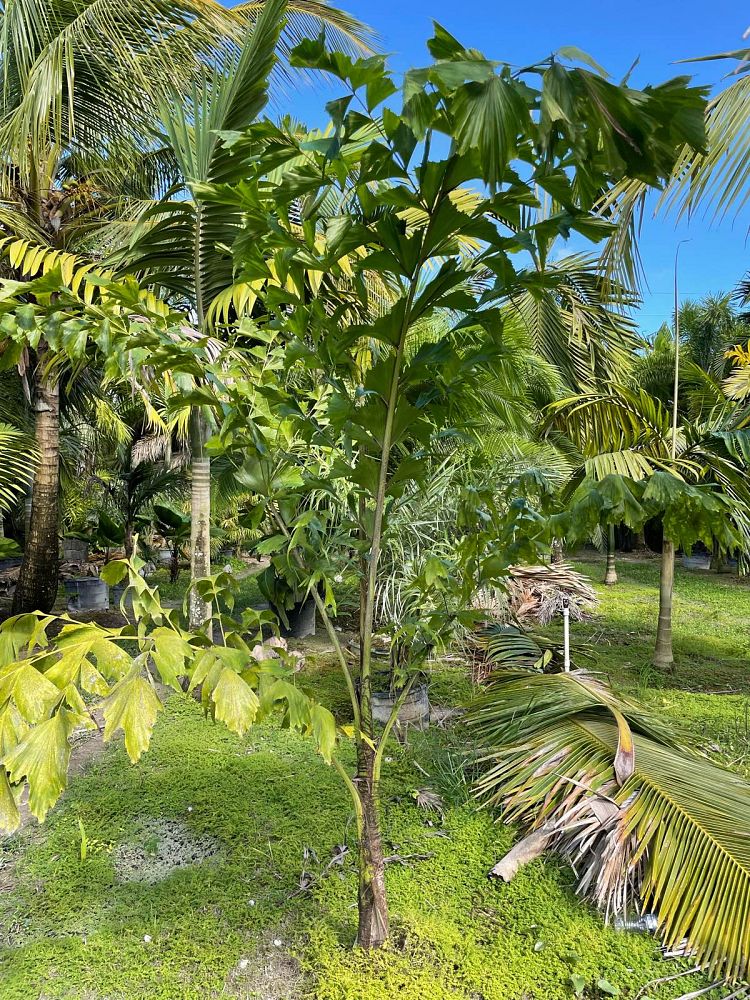 caryota-urens-wine-palm