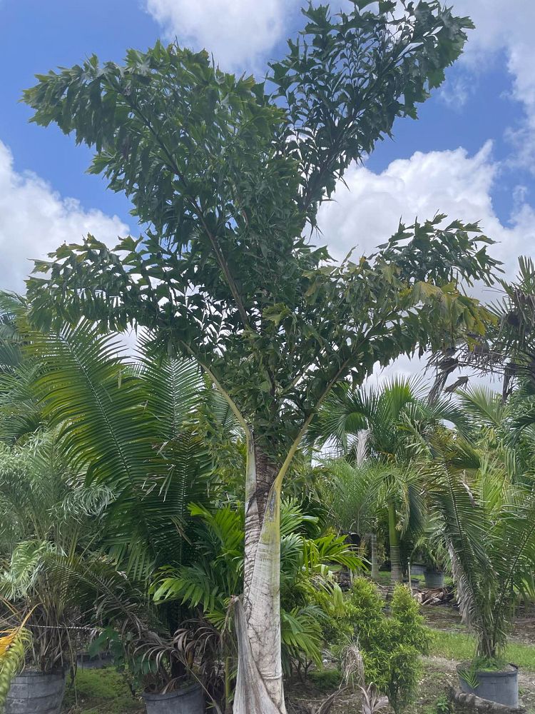caryota-urens-wine-palm