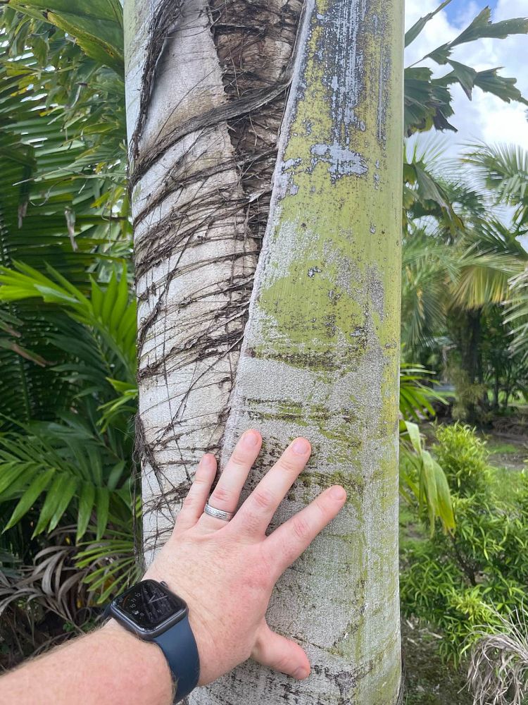 caryota-urens-wine-palm
