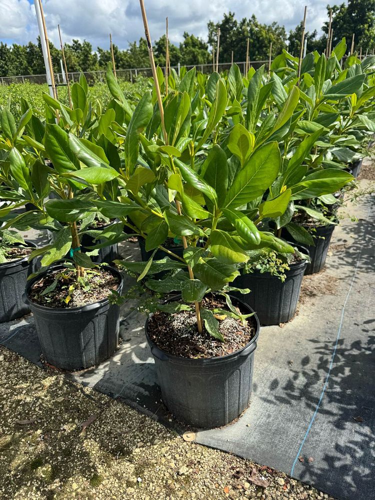 casasia-clusiifolia-sevenyear-apple