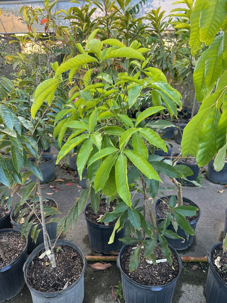 casimiroa-edulis-white-sapote
