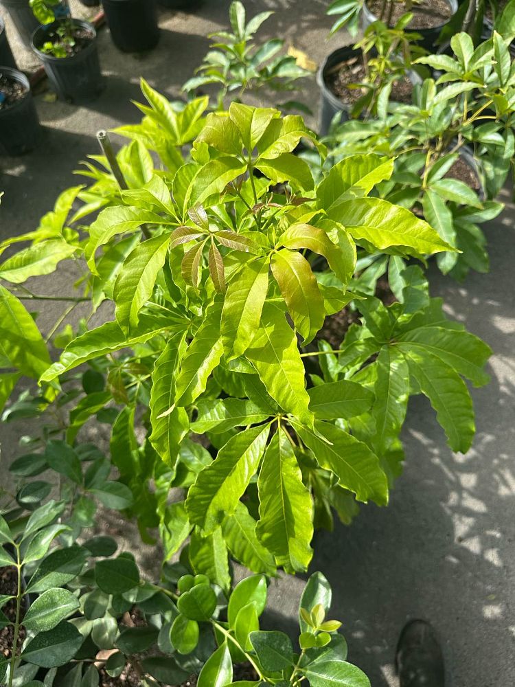 casimiroa-edulis-white-sapote