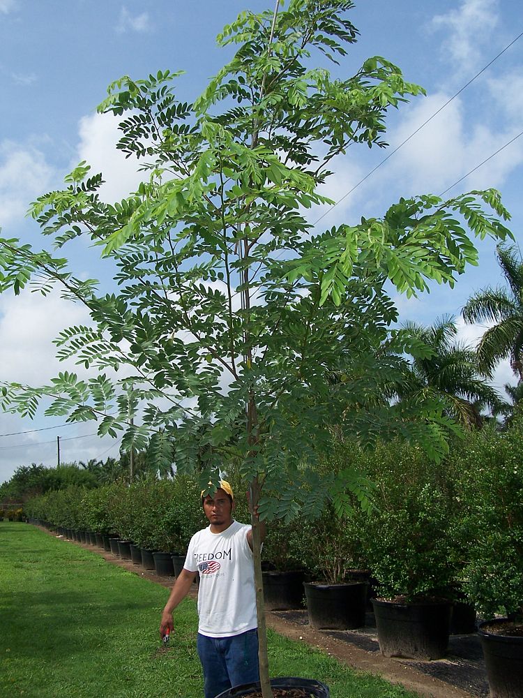 cassia-bakeriana-pink-shower-cassia-dwarf-apple-blossom-tree