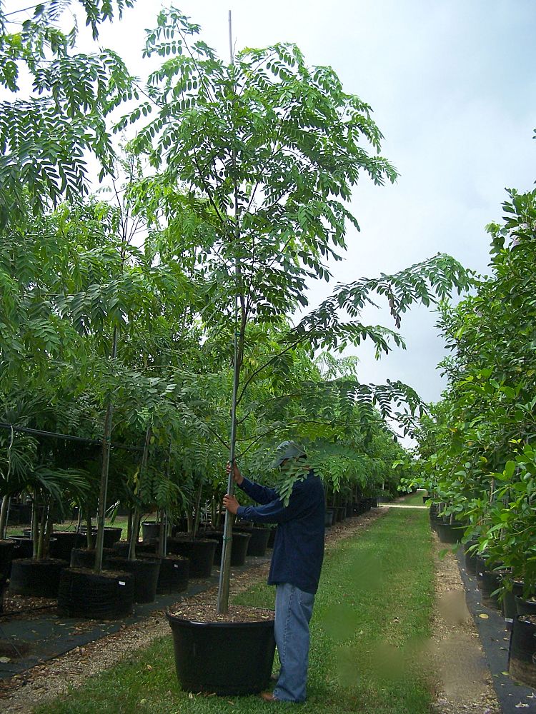 cassia-bakeriana-pink-shower-cassia-dwarf-apple-blossom-tree
