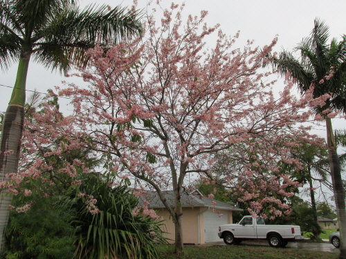 cassia-bakeriana-pink-shower-cassia-dwarf-apple-blossom-tree