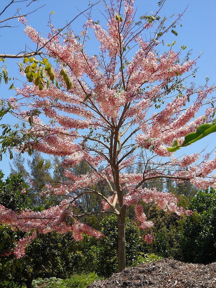 cassia-bakeriana-pink-shower-cassia-dwarf-apple-blossom-tree