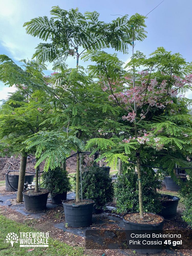 cassia-bakeriana-pink-shower-cassia-dwarf-apple-blossom-tree