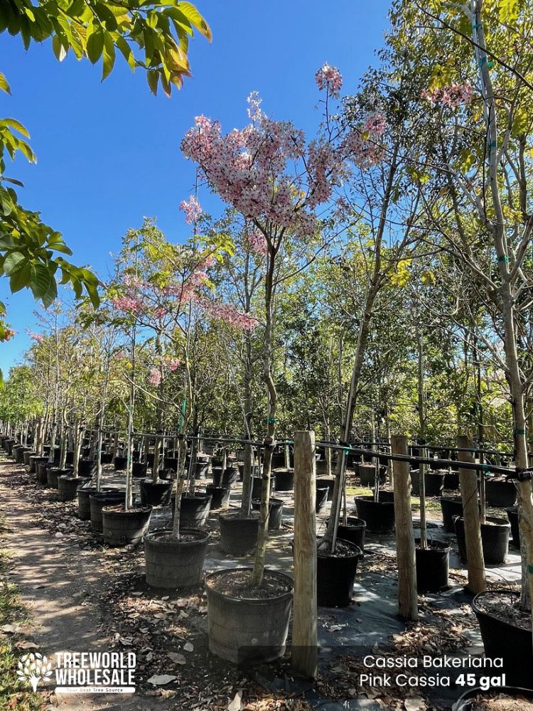 cassia-bakeriana-pink-shower-cassia-dwarf-apple-blossom-tree
