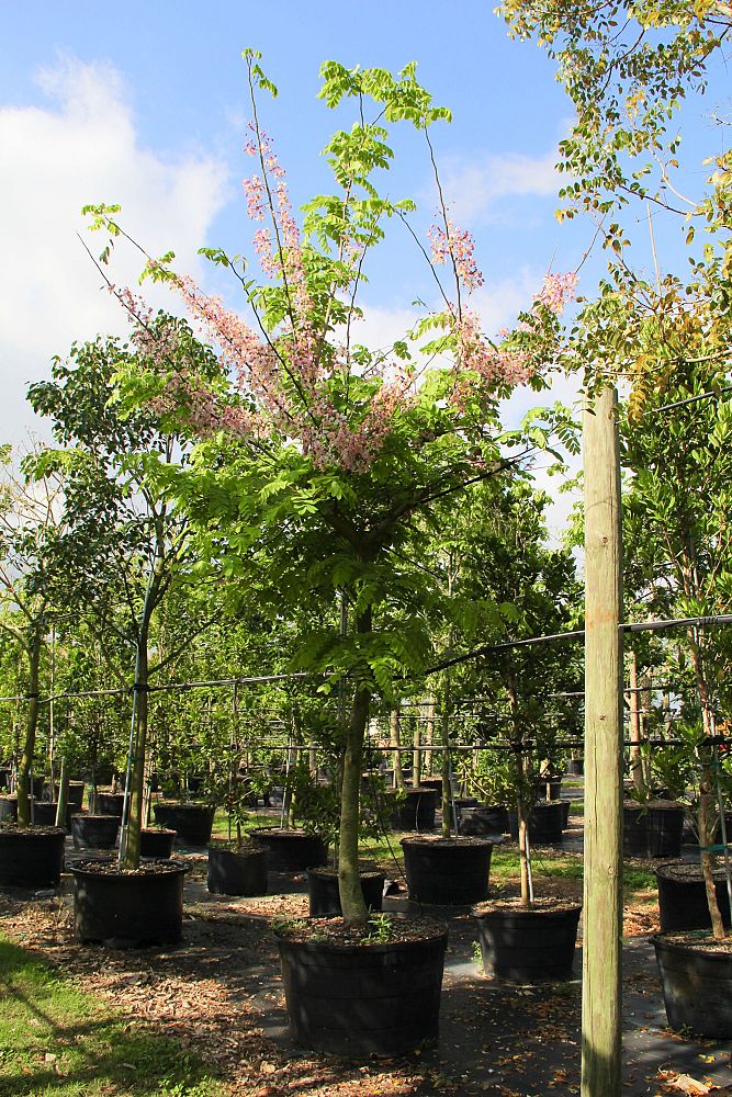 cassia-bakeriana-pink-shower-cassia-dwarf-apple-blossom-tree