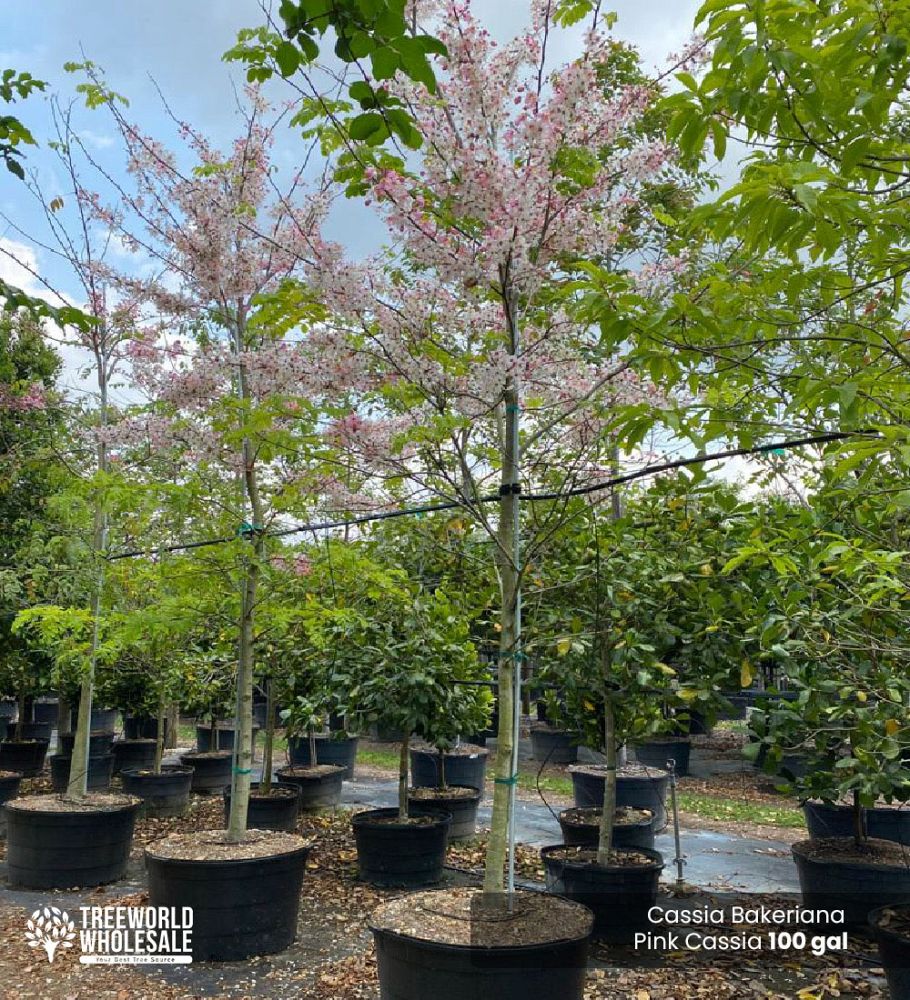 cassia-bakeriana-pink-shower-cassia-dwarf-apple-blossom-tree