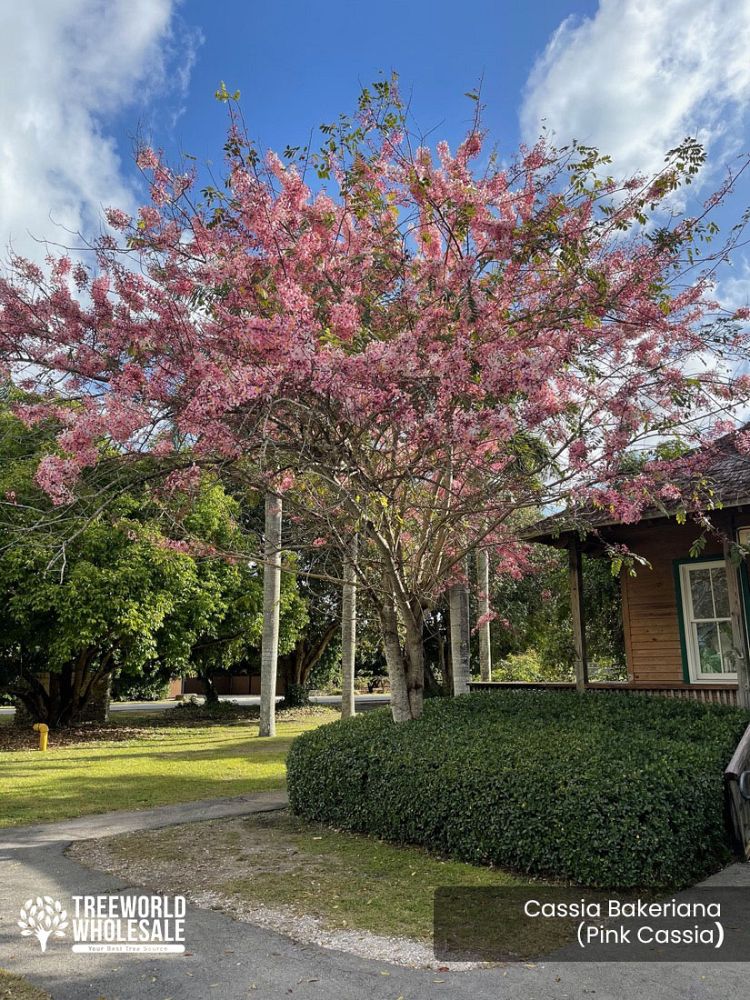 cassia-bakeriana-pink-shower-cassia-dwarf-apple-blossom-tree