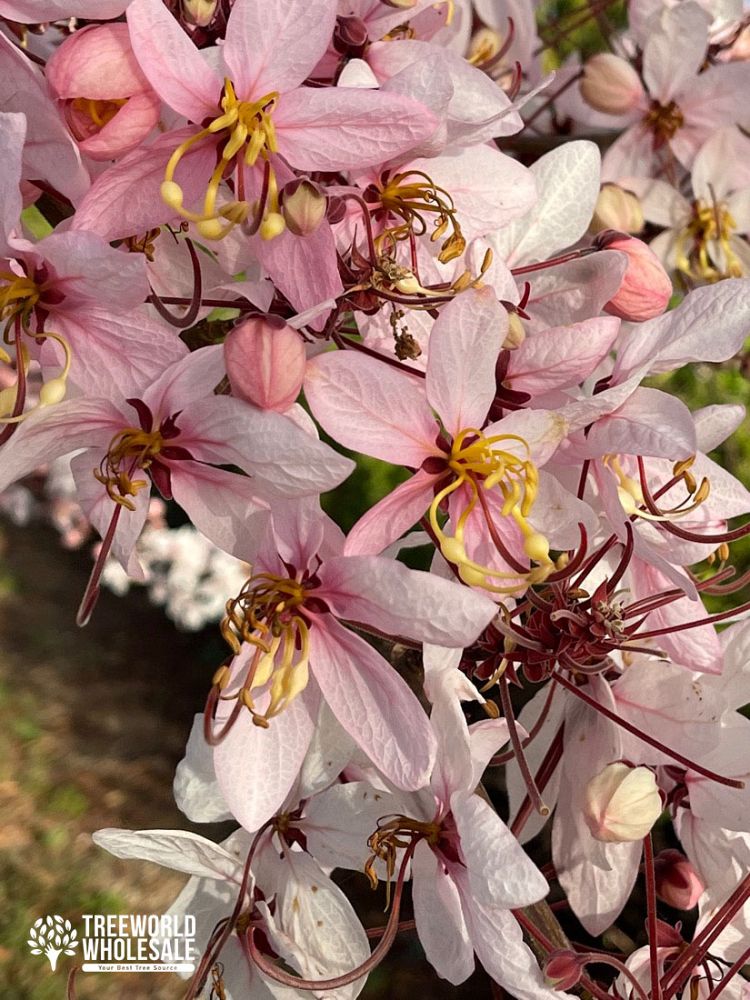 cassia-bakeriana-pink-shower-cassia-dwarf-apple-blossom-tree