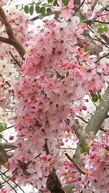 cassia-bakeriana-pink-shower-cassia-dwarf-apple-blossom-tree