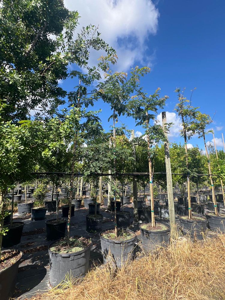 cassia-bakeriana-pink-shower-cassia-dwarf-apple-blossom-tree