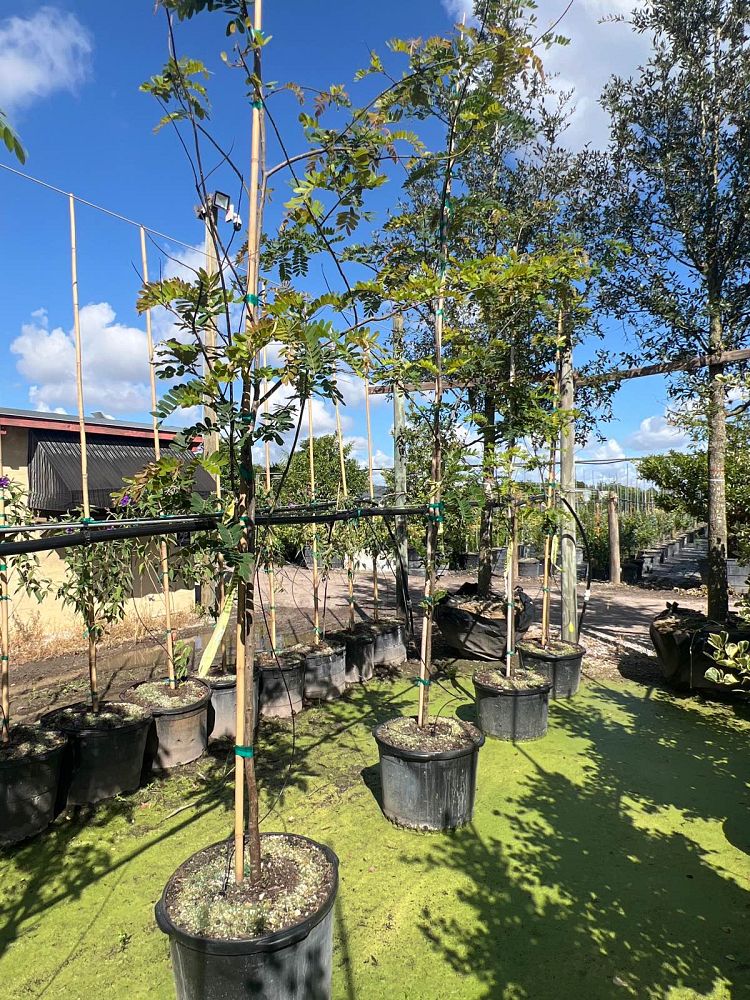 cassia-bakeriana-pink-shower-cassia-dwarf-apple-blossom-tree