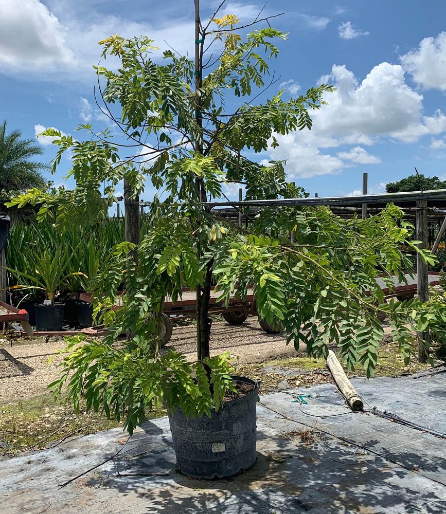 cassia-bakeriana-pink-shower-cassia-dwarf-apple-blossom-tree