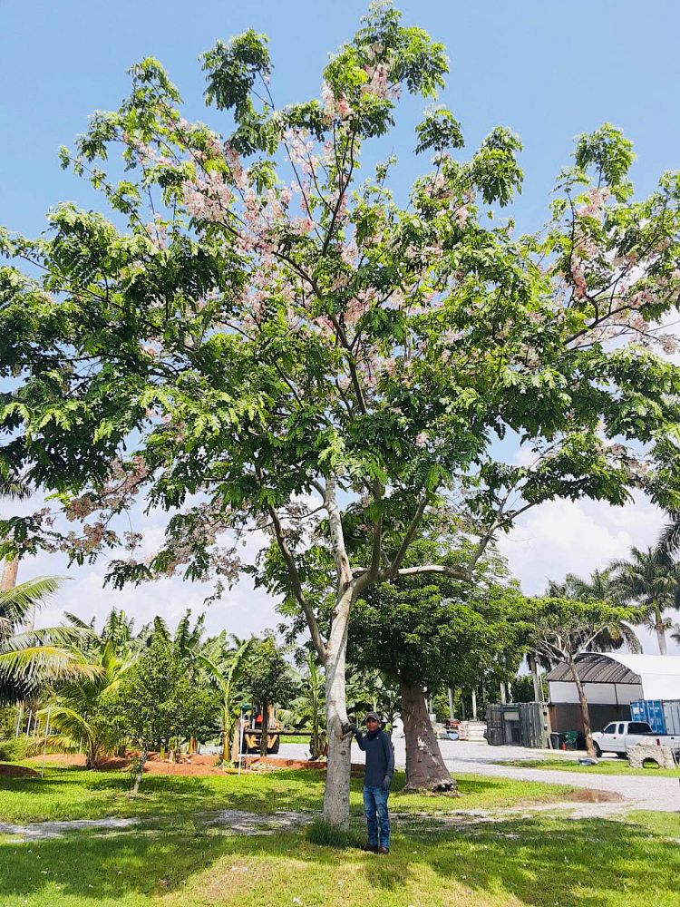 cassia-bakeriana-pink-shower-cassia-dwarf-apple-blossom-tree