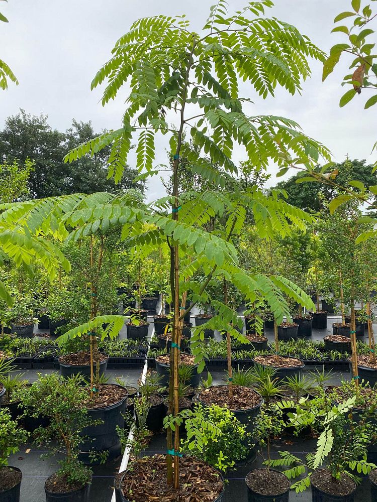 cassia-bakeriana-pink-shower-cassia-dwarf-apple-blossom-tree