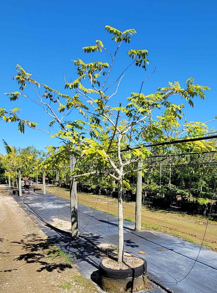 cassia-bakeriana-pink-shower-cassia-dwarf-apple-blossom-tree