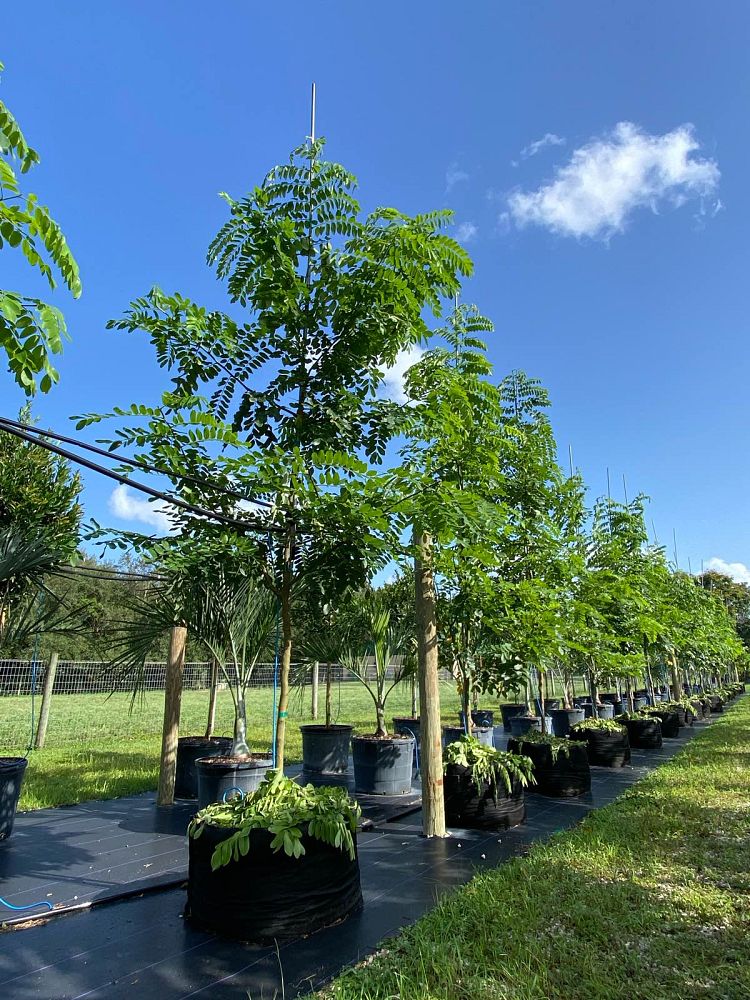 cassia-bakeriana-pink-shower-cassia-dwarf-apple-blossom-tree