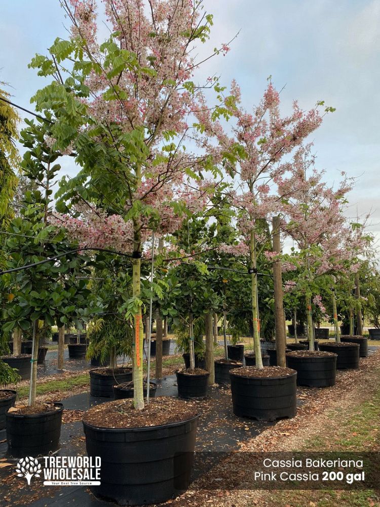 cassia-bakeriana-pink-shower-cassia-dwarf-apple-blossom-tree